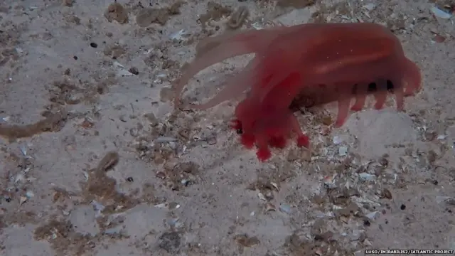 زیستگاه عمق اقیانوس