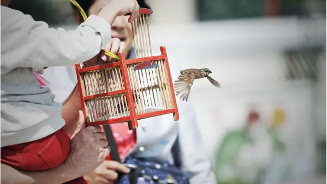 นกบินออกจากกรง