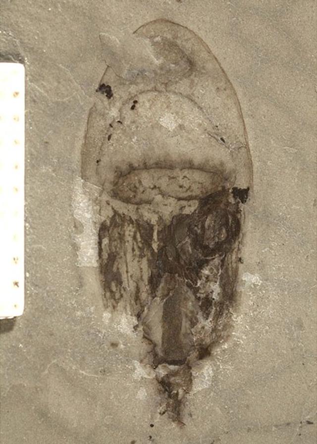 A jellyfish fossil from the site