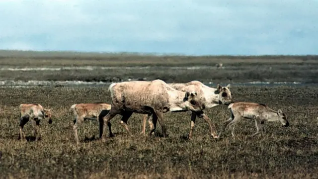 Caribúes en el Refugio Nacional de Vida Silvestre del Ártico, en Alaska