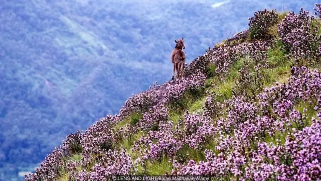નીલકુરંજી