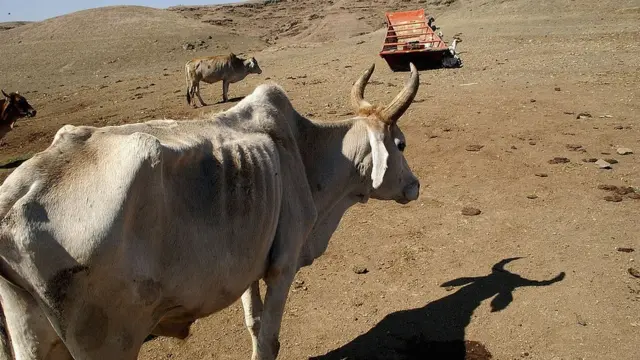 પ્રતીકાત્મક તસવીર