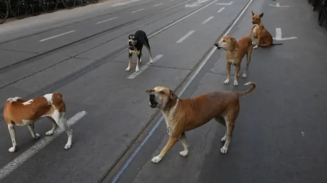 వీధి కుక్కలు