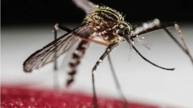 Nyamuk Aedes aegypti