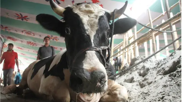 সুস্থ গরুর নাকের উপরের অংশটা ভেজা বা বিন্দু বিন্দু ঘাম জমা থাকবে।