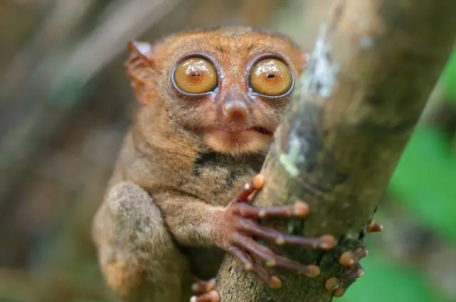 पर्यावरण संरक्षण