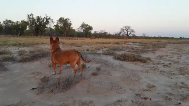 كلب في البرية