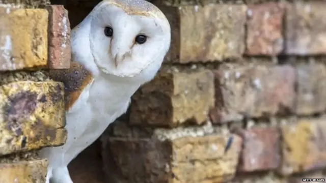 दिवाली पर उल्लू की बलि