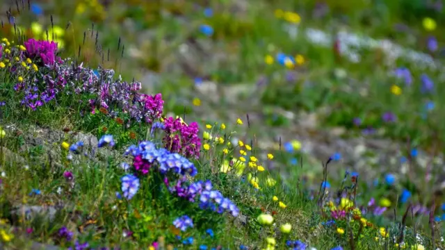Flores na Ilha de Wrangel