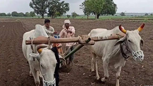 शेती, शेतकरी, पाऊस, पेरणी