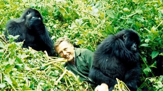 1978年，艾登堡爵士拍摄大猩猩。