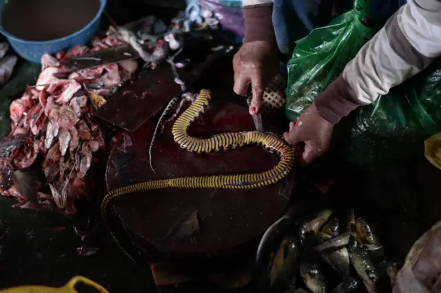 นักล่างู โตนเลสาบ งู