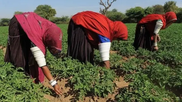 बटाटे, पेप्सिको