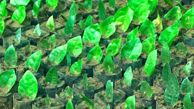 விதையாகும் இலைகள்