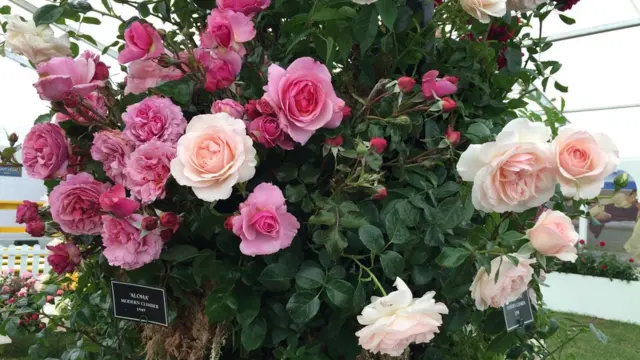 Троянд багато не буває