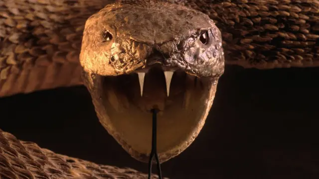 बायकोला 'साप सोडून' मारण्याचा नवा ट्रेंड, केरळमधली धक्कादायक घटना