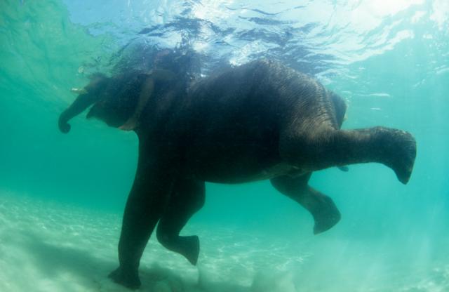 Elefante debajo del agua