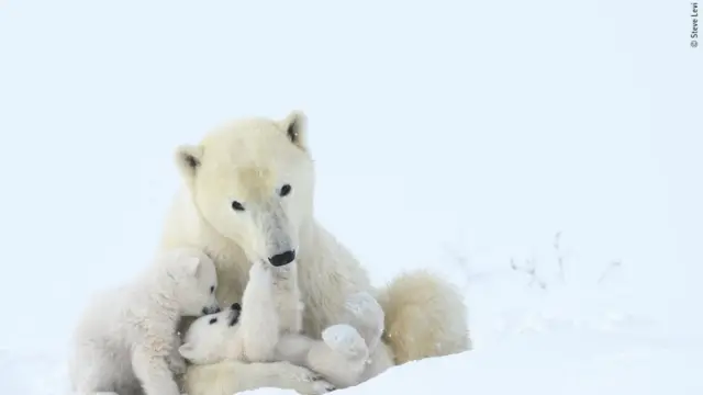 білий ведмідь