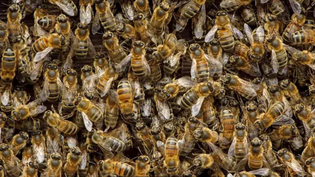 Рабочие пчелы (Apis mellifera) всю свою жизнь посвящают служению своей матке