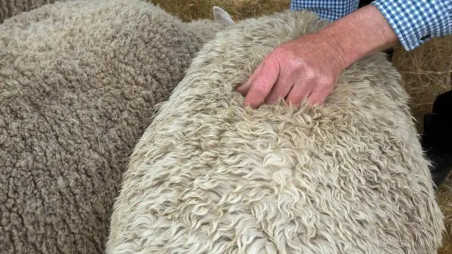Sharon junto a una oveja ormal