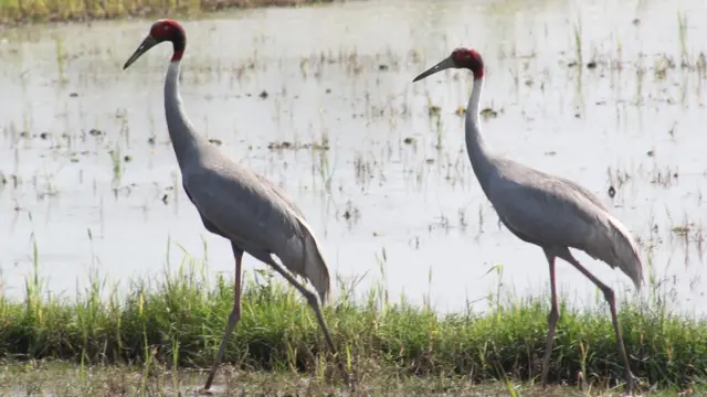 सारस चरा