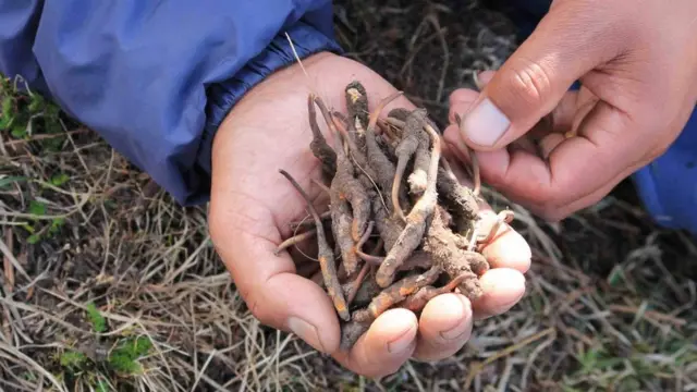 यारसागुंबा