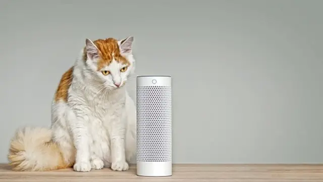 Кошка у динамика