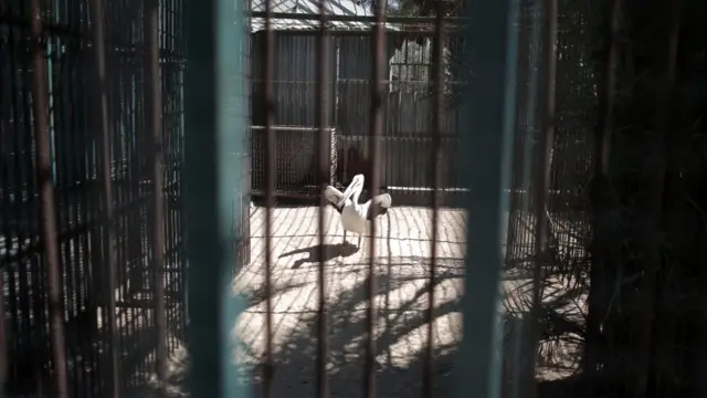 Пеликан в клетке