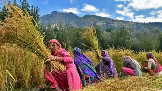 دھان کی فصل