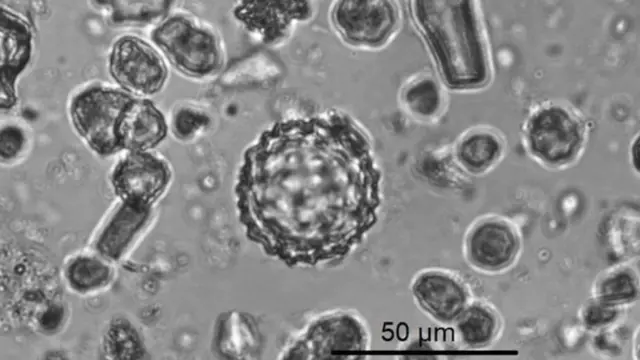 பைடோலித்ஸ்