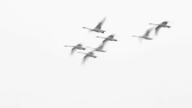 Көктө учуп бараткан канаттуулардын тобу айгай белгисинин иштешине себеп болгон учурлар аз эмес