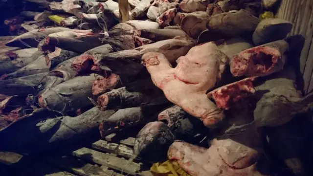 Gəmidəki köpək balıqları