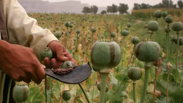 ఓపియం పాపీ