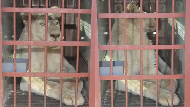 په پام کې وه دغه سپین زمریان پاکستان ته قاچاق شي