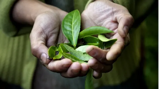 టీ దొంగతనం