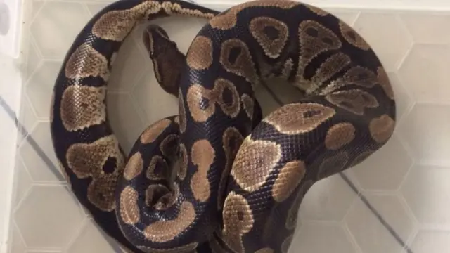 Le python est long de 91 cm