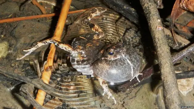 Rana túngara macho con su saco vocal distendido