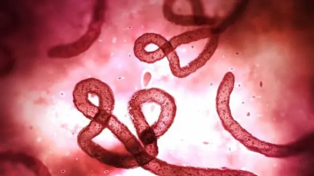 فيروس إيبولا