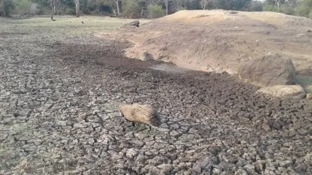 ජාතික උද්‍යානවලට දැඩි නියඟය