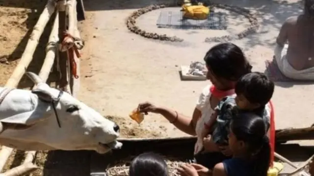 ''இந்து சமூகத்தினரின் தாய் பசு மாடு''