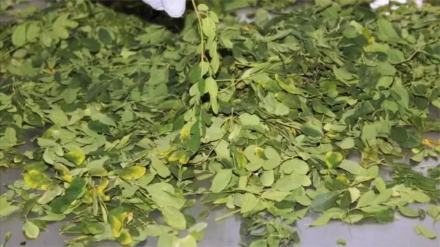 Ewe Moringa