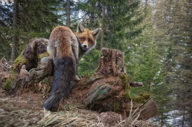 Uma raposabet fGraubünden, na Suíça