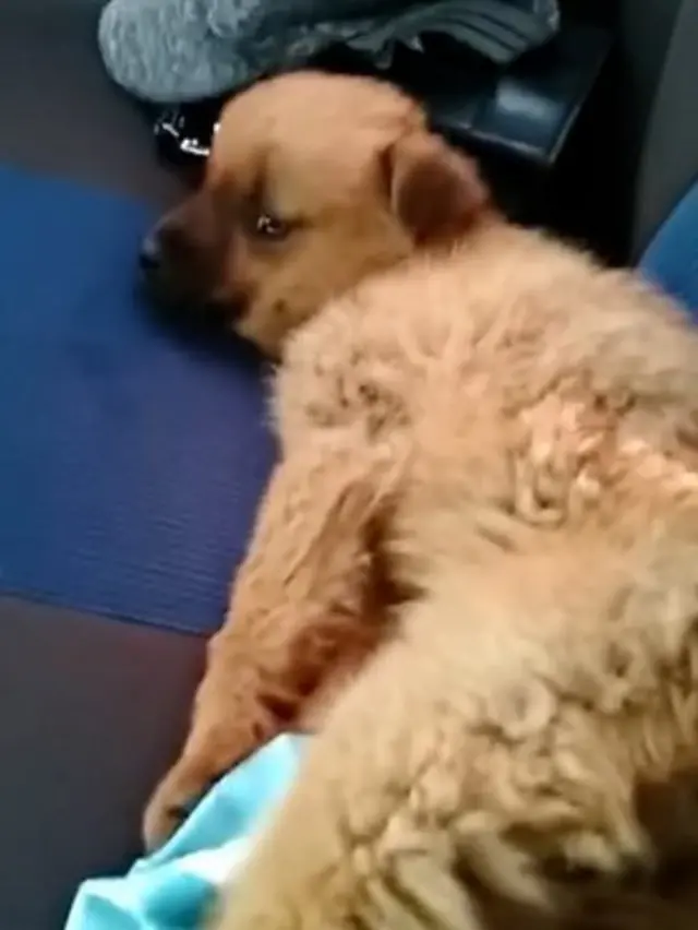 Цуценя загинуло від кулі