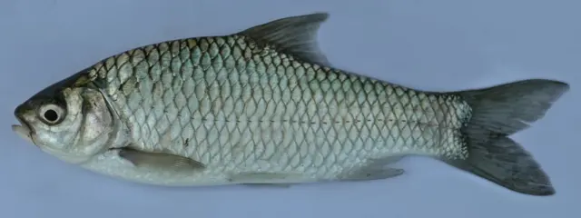 দেশি সরপুঁটি