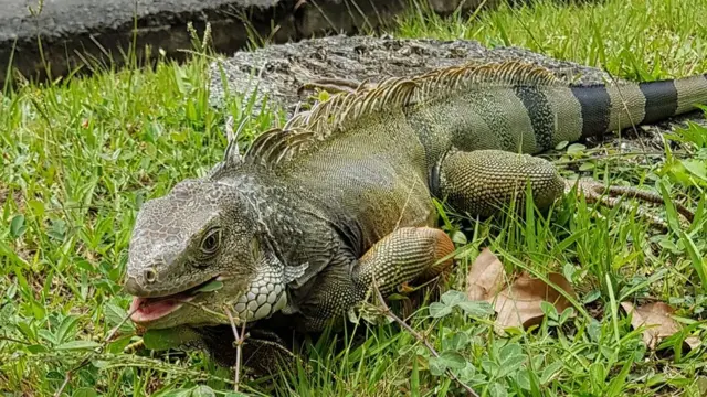 Una iguana