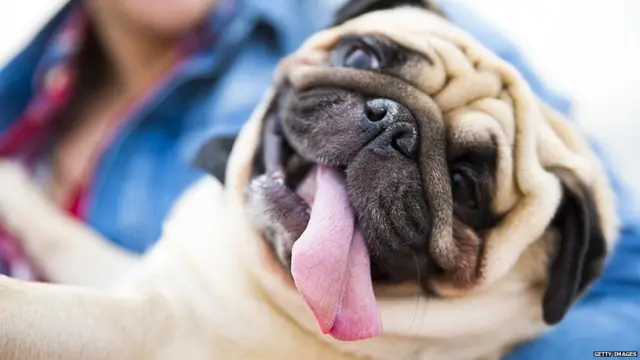 पग नस्ल के कुत्ते