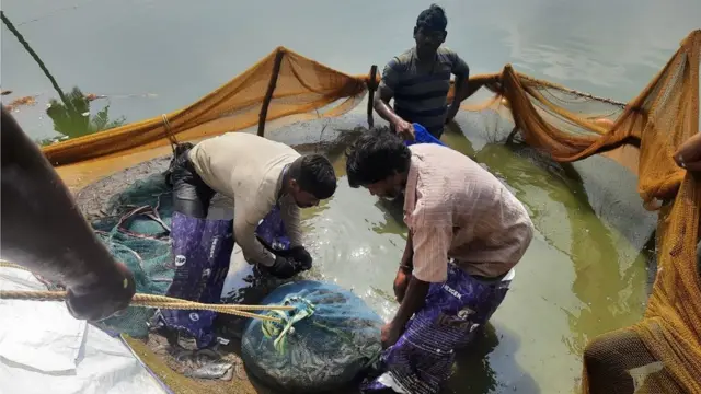 సీడ్, ఫీడ్ ధరలపై నియంత్రణ అవసరమని రైతులు అంటున్నారు