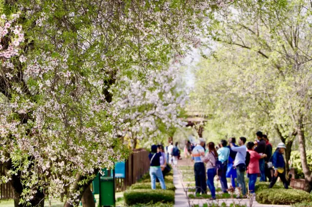 బాదం చెట్లు