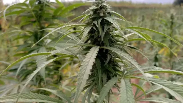 पाकिस्तान, गांजा, ड्रग्ज