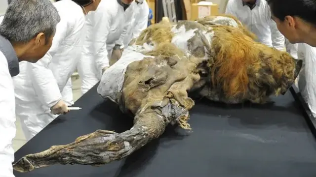 Ostaci drevnih životinja